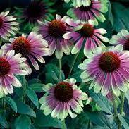 Echinacea Sweet Sandia - Herbaceous - Windyridge Garden Centre