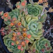 Echeveria Dondo