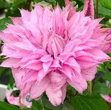 Clematis Multi Pink (2.25Ltr Square Pot)