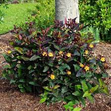 Hypericum Miracle Night  (2Ltr Pot) - Shrubs - Windyridge Garden Centre