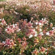 ABELIA x gr. Sherwood