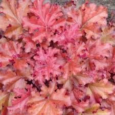 HEUCHERA Boysenberry