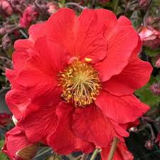 Geum Fiery Tempest 2Lt - Herbaceous - Windyridge Garden Centre