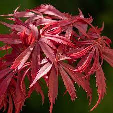 Acer palmatum Jerre Schwarz