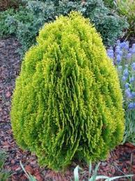 Thuja occ. Aurea Nana