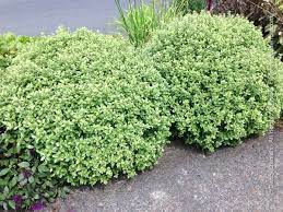 Pittosporum Gold Ball - Shrubs - Windyridge Garden Centre