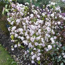 Daphne Bholua Jacqueline Postill  4 Ltr Pot - Shrubs - Windyridge Garden Centre
