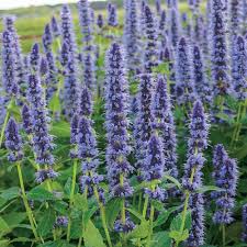Agastache Blue Fortune - Herbaceous - Windyridge Garden Centre