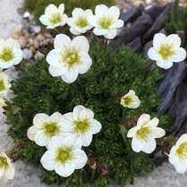 Saxifraga Pixie White - Grow Your Own - Windyridge Garden Centre