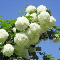 Viburnum opulus Roseum
