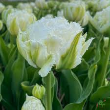 PREM TULIP SNOW CRYSTAL X 8