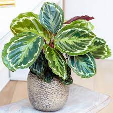 Calathea Medallion  P14