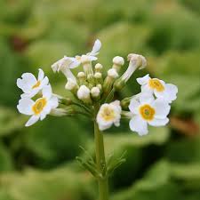 Primula jap. Alba