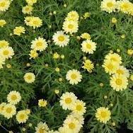 Argyranthemum Madeira CrestedYellow