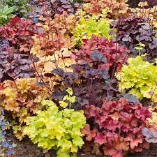 Heuchera In Varieties (Rp) - Herbaceous - Windyridge Garden Centre