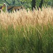 Calamagrostis Karl forester