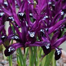 IRIS RETICULATA PAULINE X 15