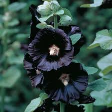 Alcea rosea Nigra