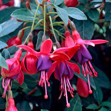 Fuchsia Tom Thumb - Shrubs - Windyridge Garden Centre
