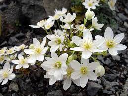 Clematis Joe  3 Ltr Pot - Climbers - Windyridge Garden Centre
