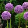 Allium Globemaster