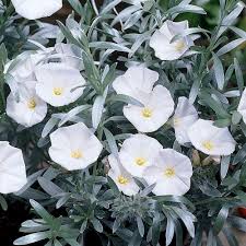 Convolvulus Cneorum - Shrubs - Windyridge Garden Centre
