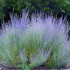 Perovskia Little Spire - Herbaceous - Windyridge Garden Centre