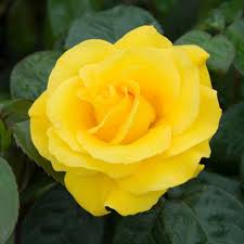 Rosa Golden Wedding - Roses - Windyridge Garden Centre