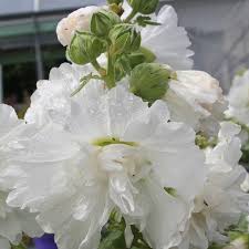 Alcea Rosea White - Herbaceous - Windyridge Garden Centre