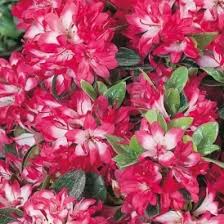 Azalea Izum-No-Mai  30-35Cm - Shrubs - Windyridge Garden Centre