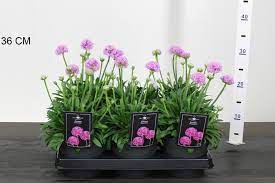 Armeria 3 Ltr
