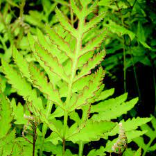 Matteuccia struthiopteris 2L