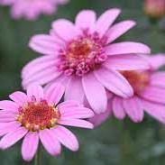 Argyranthemum Larita Rose - Shrubs - Windyridge Garden Centre
