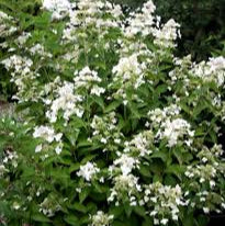 Hydrangea pan. Prim White