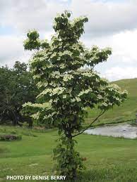 Cornus kousa Flower Tower