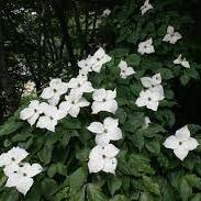 Cornus kousa Schmetterling  60-80 CM C7