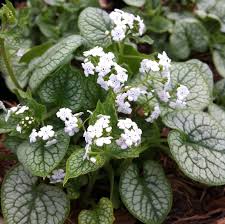 BRUNNERA mac. Mr Morse