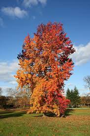 LIQUIDAMBAR STYR. 'GUM BALL' CLT 45   CIRC. TR. 10 - 12 CM  STD