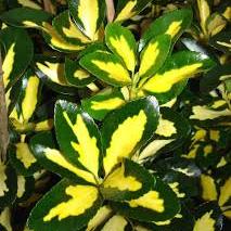 Euonymus Fort. Interbowli 2Ltr - Shrubs - Windyridge Garden Centre