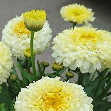 Leucanthemum Luna