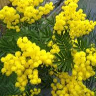 Acacia Deal. Le Gaulois  10L - Trees - Windyridge Garden Centre