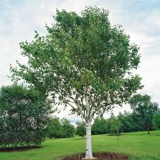 BETULA JACQUEMONTII