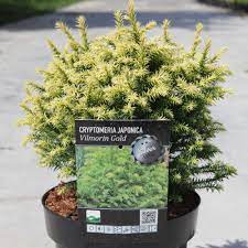 Cryptomeria japon. Vilmorin Gold