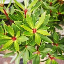 Drimys Lanceolata Red Spice - Shrubs - Windyridge Garden Centre