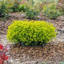 Euphorbia x mart. Ascot Petite