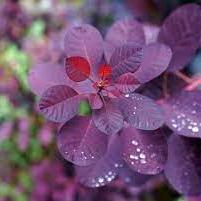 Cotinus Cog. Royal Purple - Shrubs - Windyridge Garden Centre