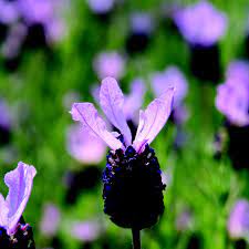 Lavandula stoechas Fathead