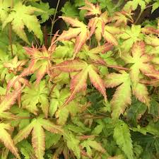 Acer pal. Bi-hoo