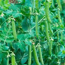 Pea (Maincrop) Vivado - Seed Packets - Windyridge Garden Centre