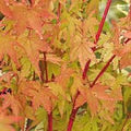 Acer pal. Sangokaku